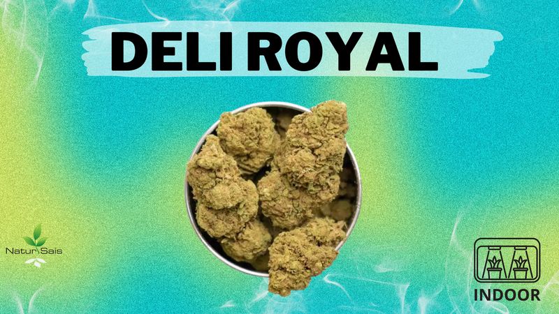 DELI ROYAL (SMALL BUDS) Desde: 2,00 €/gr