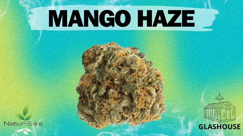 MANGO HAZE (SMALL BUDS) Desde: 2,00 €/gr