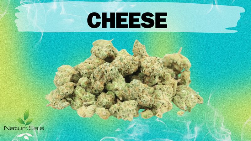 CHEESE (SMALL BUDS)