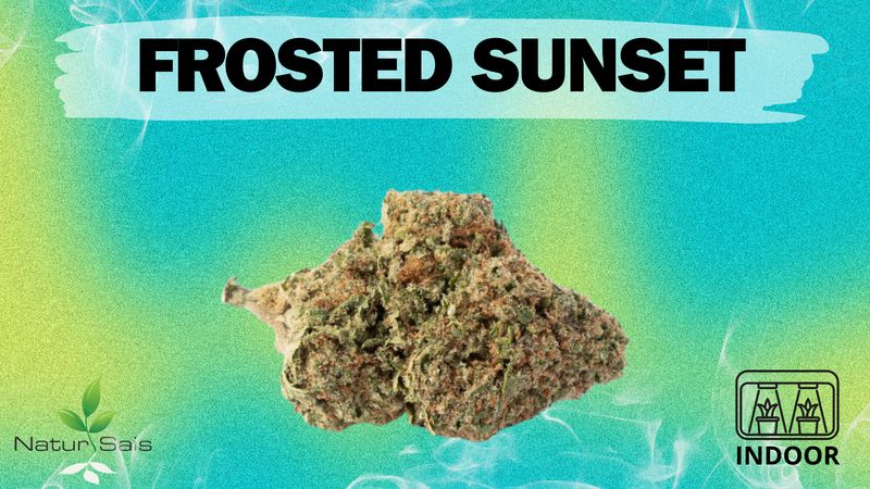 FROSTED SUNSET  (SMALL BUDS) Desde: 2,00 €/gr