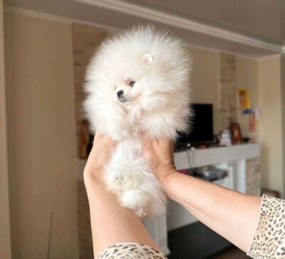 Teacup Pomeranian