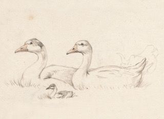 Farm Ducks Sketch | Vintage Art Print 16x20 or Smaller