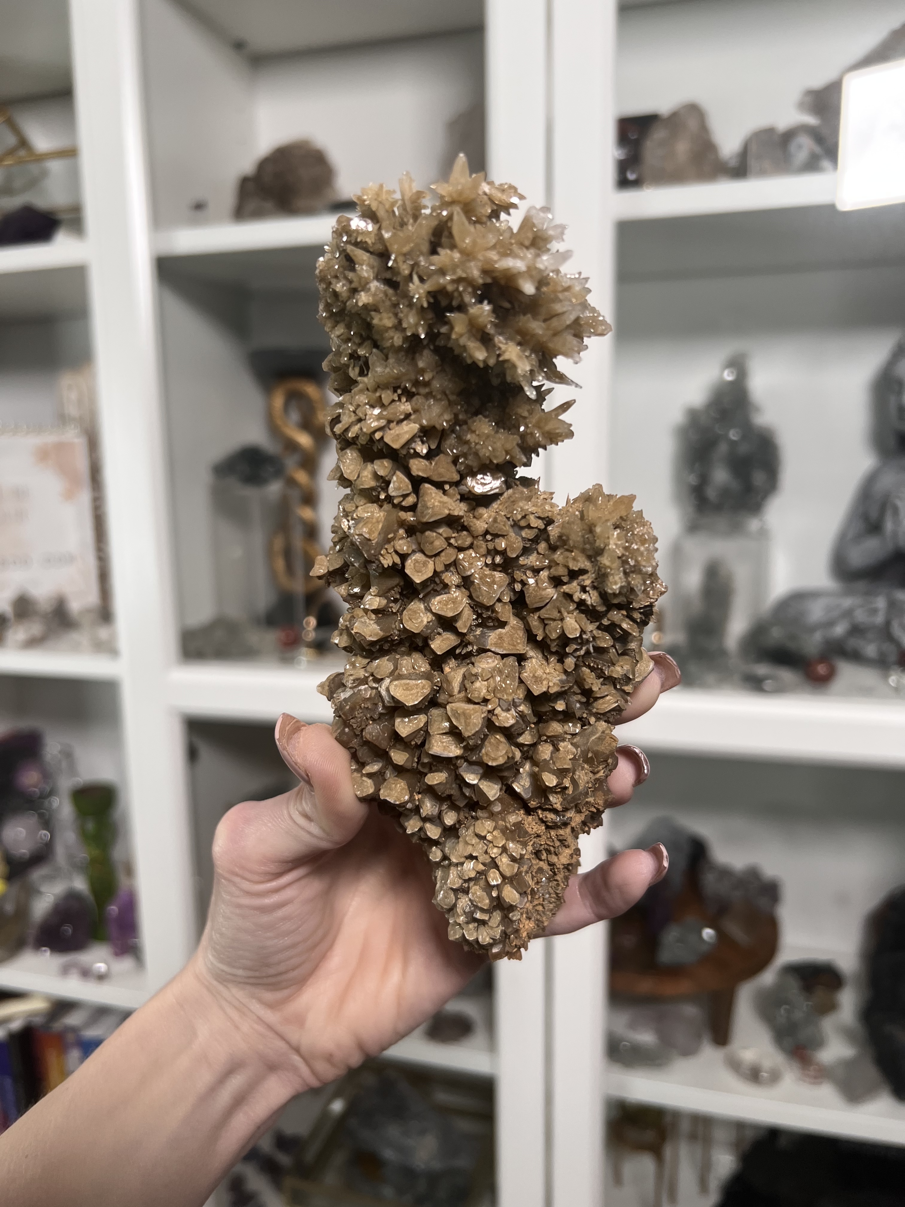 Fossilized Coral Specimen