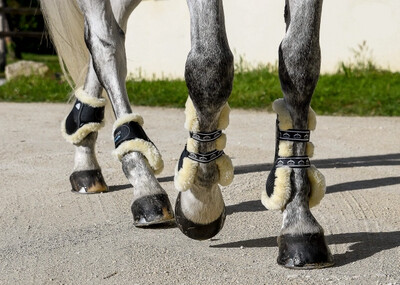Protections du cheval