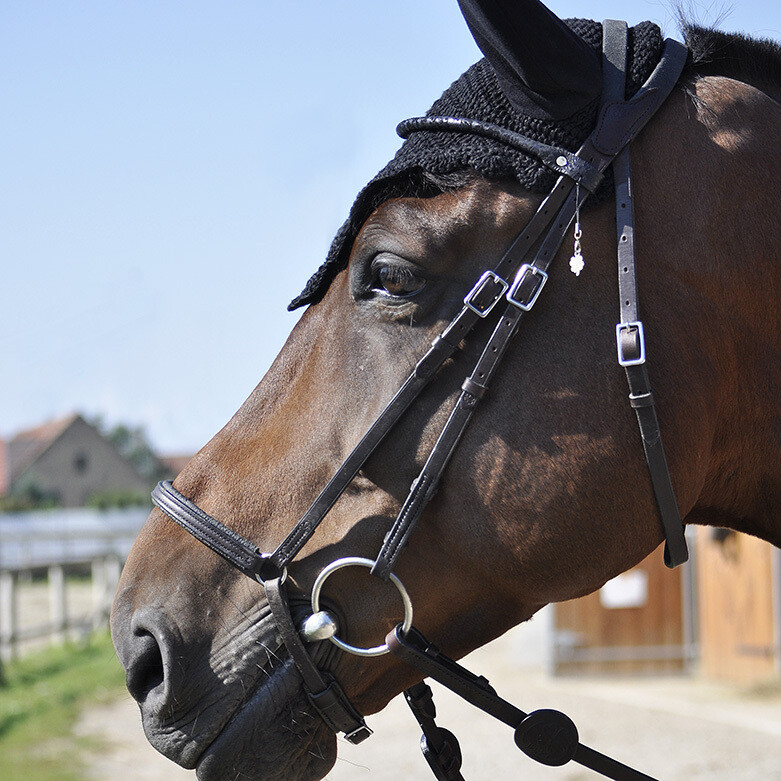 Evolution German riding halter IHWT