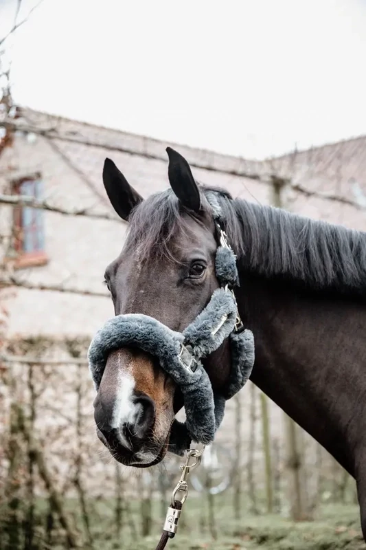 Licol de transport Mouton Kentucky 42502 Grey
