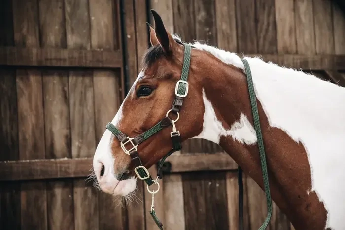 Plaited Nylon Halter Kentucky 42516 Olive Green