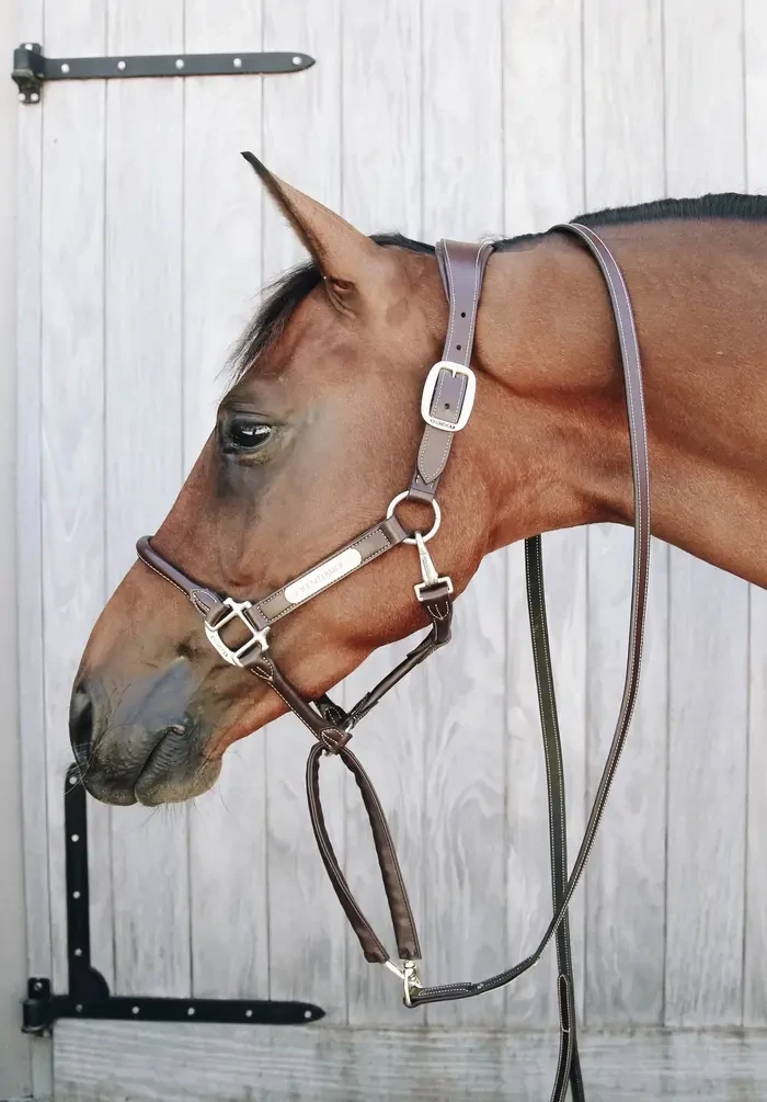 Leather Covered Chain Lead Kentucky 42529