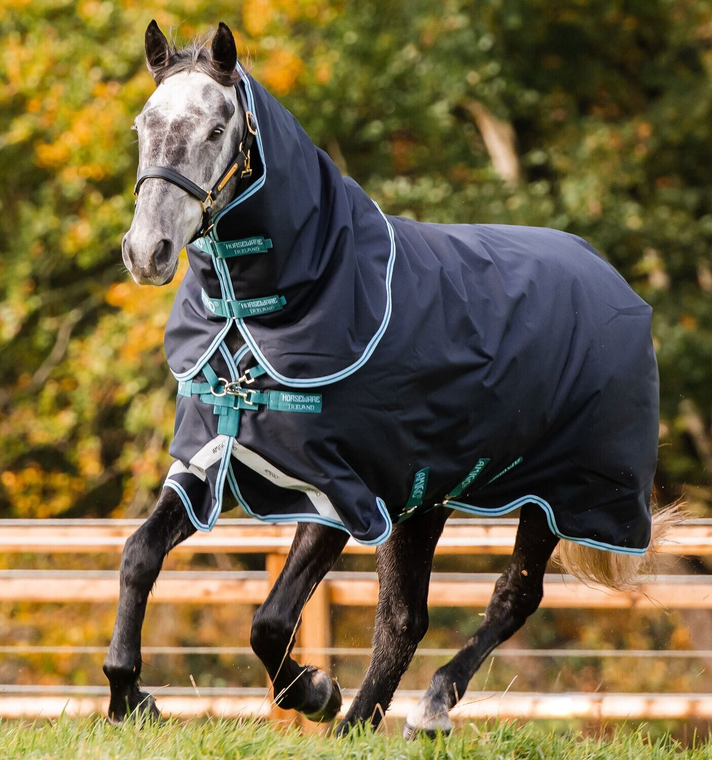 Amigo® Bravo 12 Plus Turnout (250g Medium) Horseware AARP72