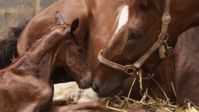 Hormones Cheval