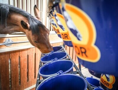 Digestion & Estomac Cheval