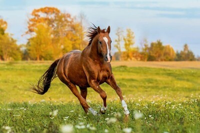 Energie du cheval