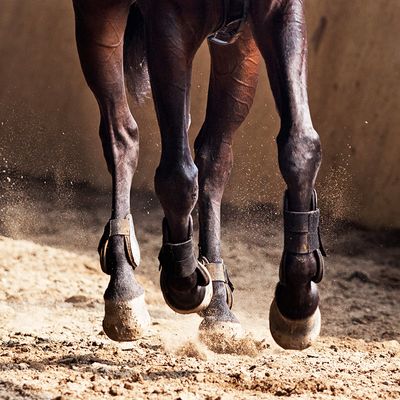 Articulations et locomotion cheval