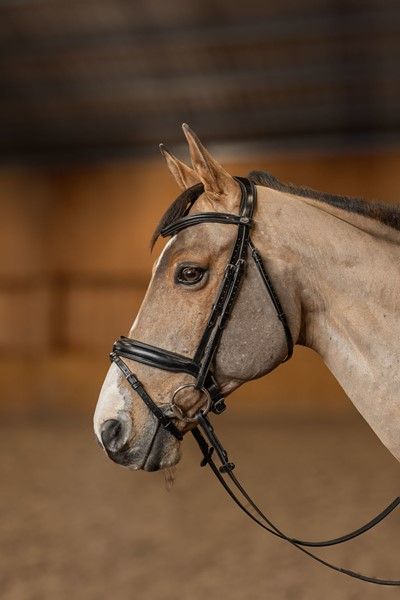 HFI Briddle Pro Line Pull Verona Back Black