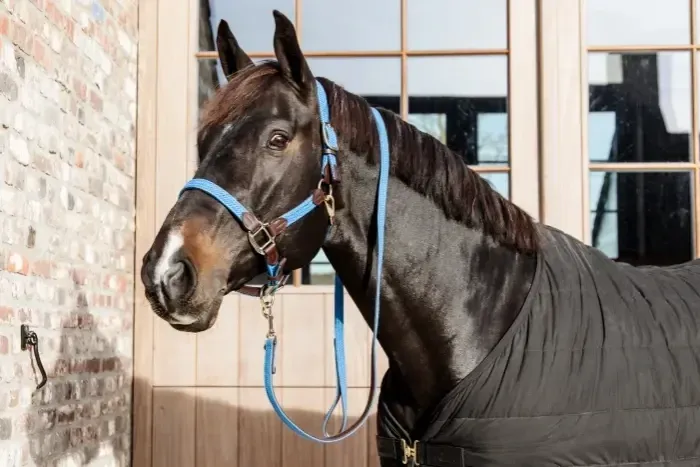 Licol Plaited Nylon Kentucky 42516 Light Blue