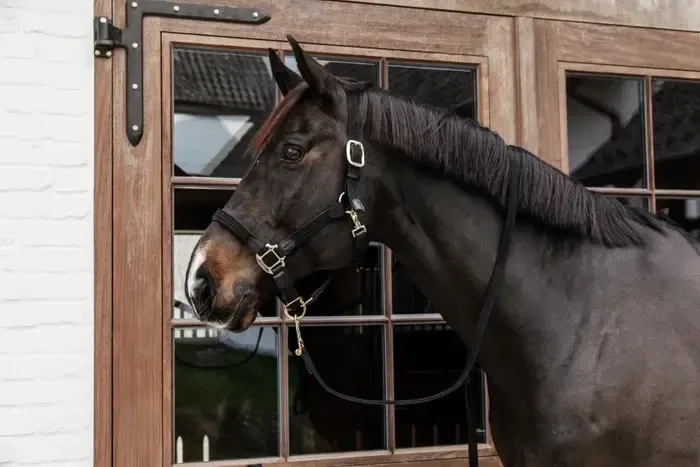 Plaited Nylon Halter Kentucky 42516 Black