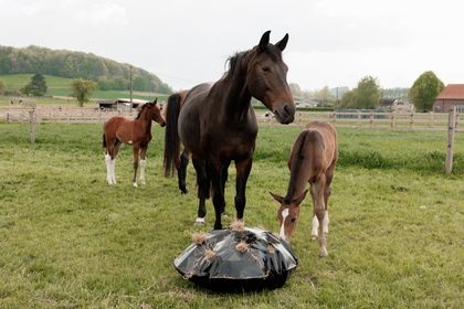 Play & Haybag Slow Feeder Round Kentucky L 82227L Play & Haybag Slow Feeder Round Kentucky L 82227L