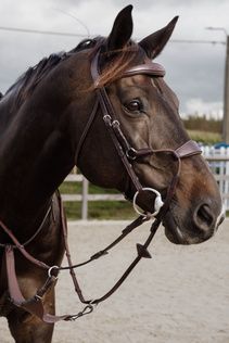 Dyon NEABA6 elastic hybrid noseband bridle