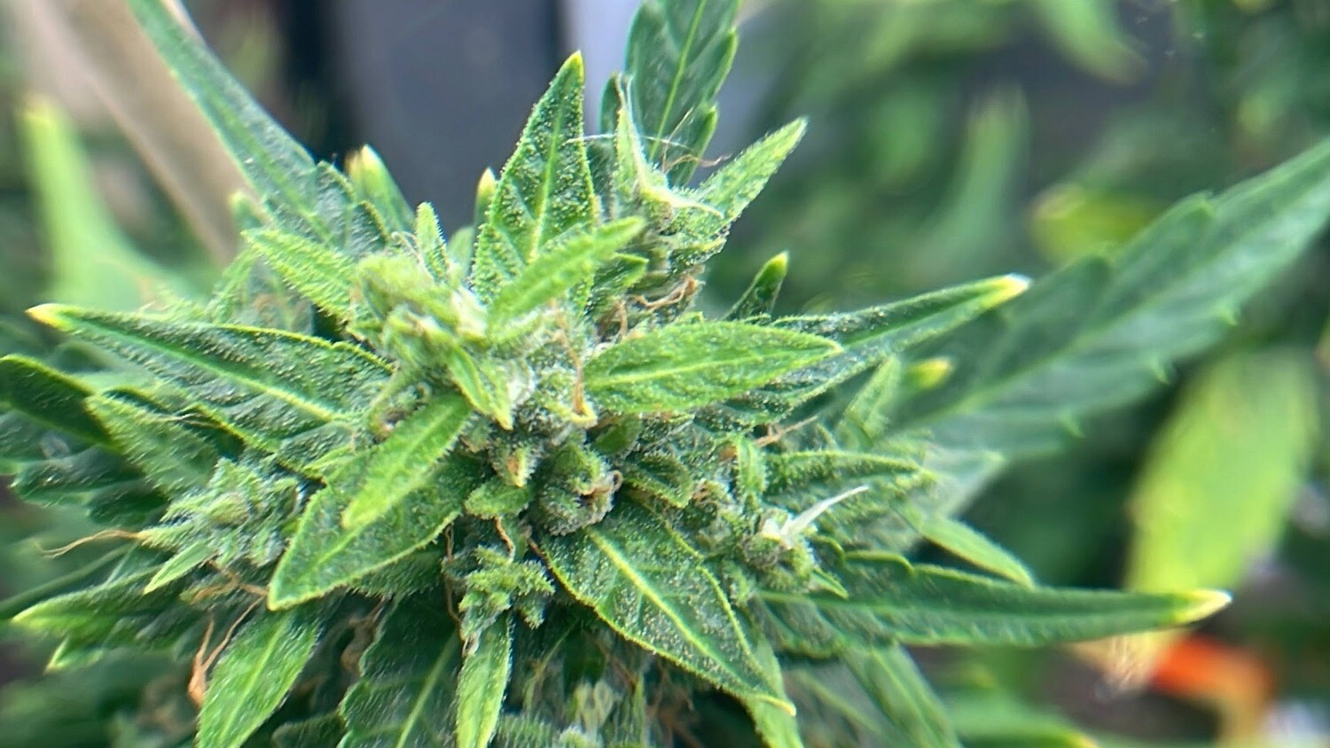 GEMI-CONNECT GENETICS SPITEFUL MUFFINZ