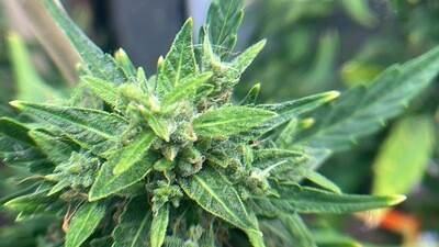 GEMI-CONNECT GENETICS SPITEFUL MUFFINZ