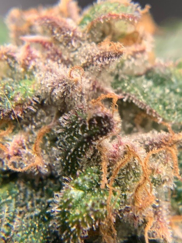 GEMI-CONNECT GENETICS SPITEFUL MUFFINZ