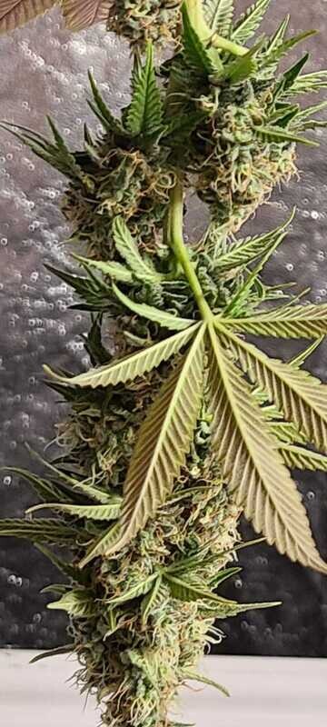 GEMI-CONNECT GENETICS CRITICAL PURPLE