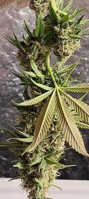 GEMI-CONNECT GENETICS CRITICAL PURPLE