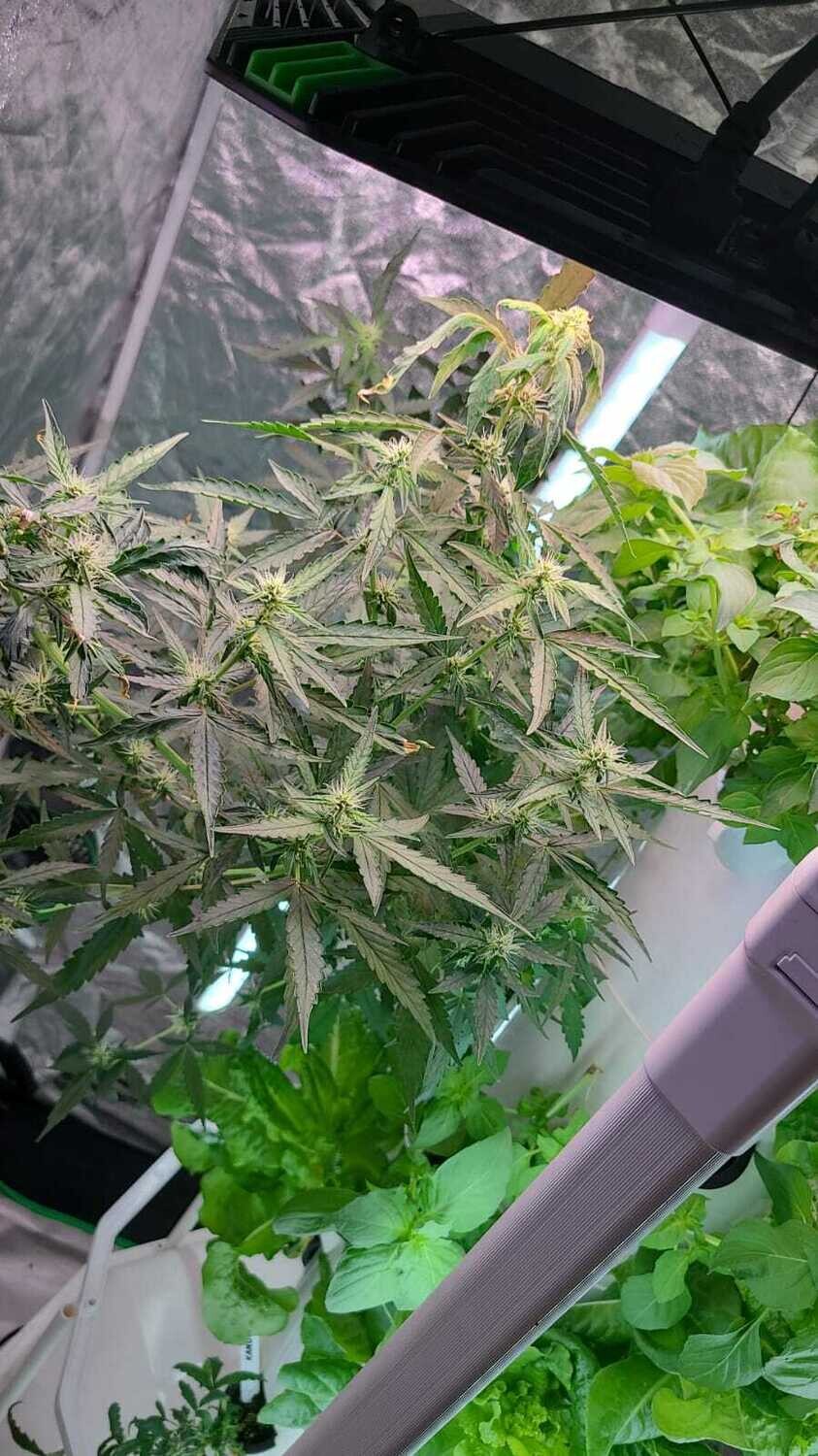 GEMI-CONNECT GENETICS CRITICAL PURPLE