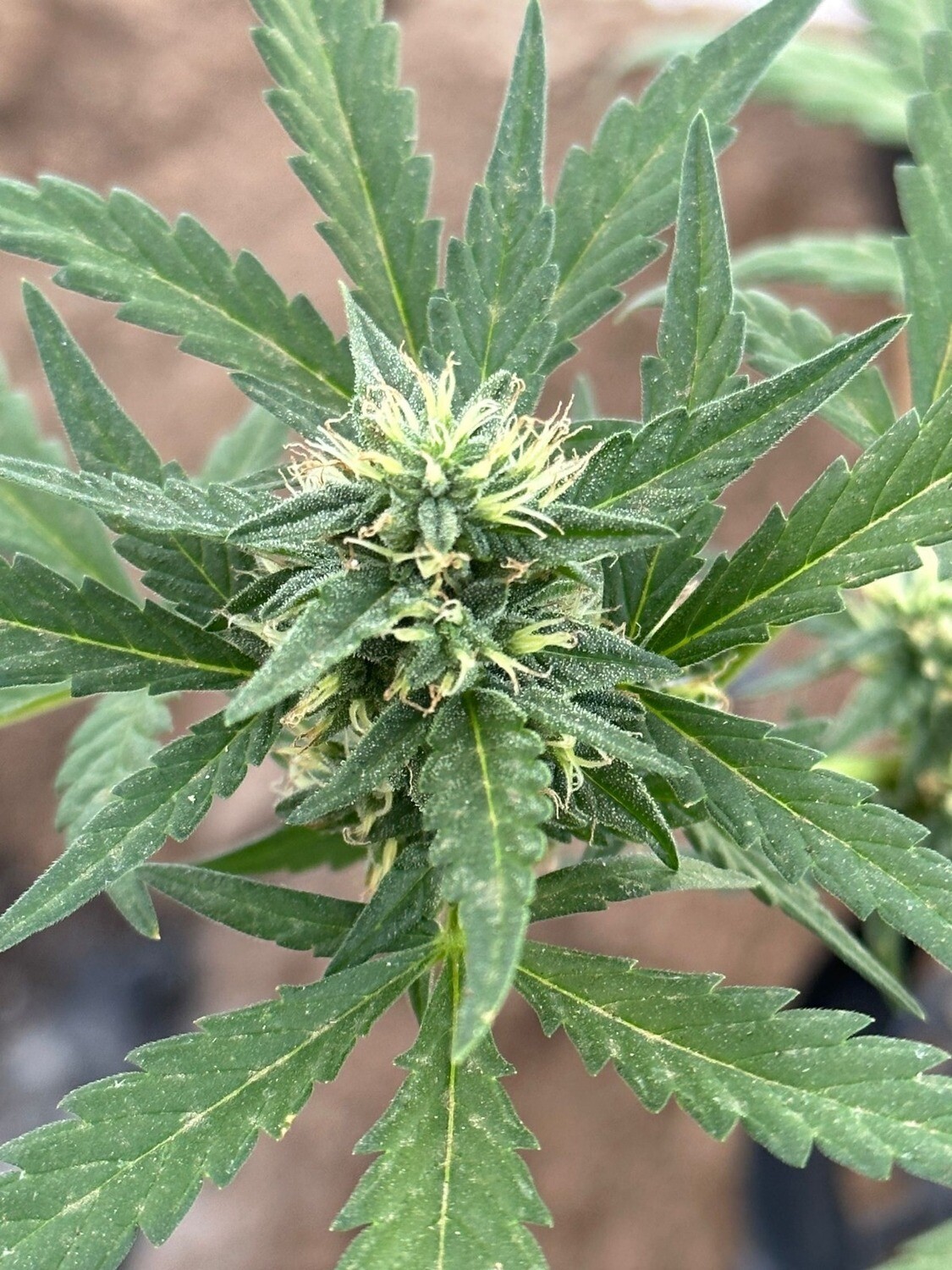 GEMI-CONNECT GENETICS KANDY KUSH