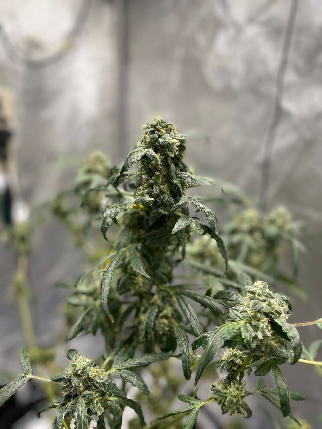 GEMI-CONNECT GENETICS  SMOREOZ