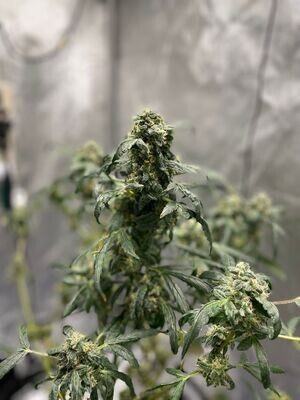 GEMI-CONNECT GENETICS  SMOREOZ
