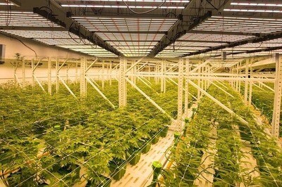 Grow House