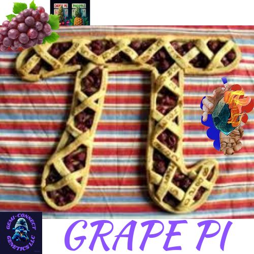 NEW STRAIN -GEMI-CONNECT GENETICS GRAPE PI'