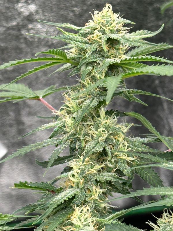 NEW STRAIN -GEMI-CONNECT GENETICS GRAPE PI'