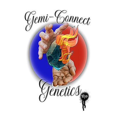 NEW STRAIN -GEMI-CONNECT GENETICS "STRAWNANA x MAI TAI #4"