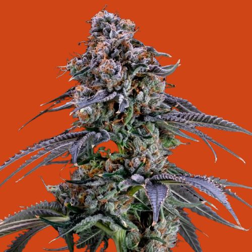 NEW STRAIN -GEMI-CONNECT GENETICS  Bermuda Punch #3 X Mai Tai #4