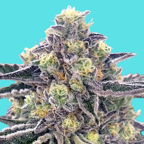 NEW STRAIN -GEMI-CONNECT GENETICS GINGERBREAD MAN