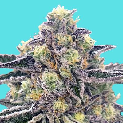 NEW STRAIN -GEMI-CONNECT GENETICS GINGERBREAD MAN