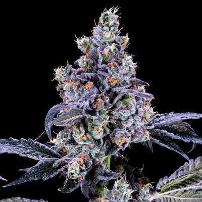 NEW STRAIN -GEMI-CONNECT GENETICS &quot;DOUBLE SCOOP&quot;