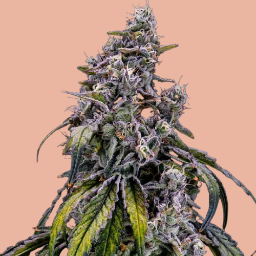 NEW STRAIN -GEMI-CONNECT GENETICS &quot;STRAWNANA x MAI TAI #4&quot;