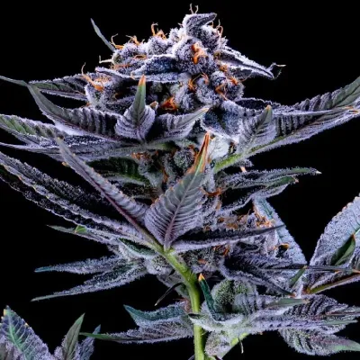 NEW STRAIN -GEMI-CONNECT GENETICS &quot;BLUE RAZZSICLE&quot; INDICA HYBRID