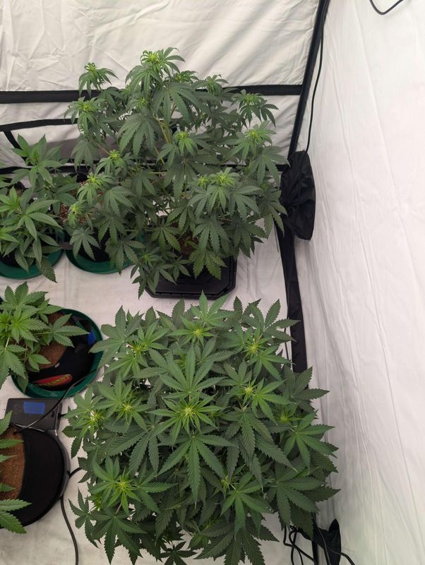 NEW STRAIN -GEMI-CONNECT GENETICS "LIZZO TRIO OG" AUTOFLOWER HYBRID