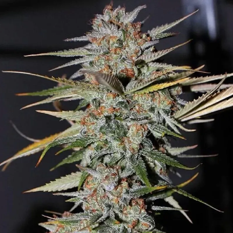NEW STRAIN -GEMI-CONNECT GENETICS "GUSHERS" INDICA HYBRID
