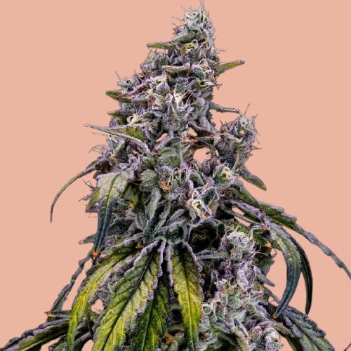 NEW STRAIN -GEMI-CONNECT GENETICS "STRAWNANA x MAI TAI #4"