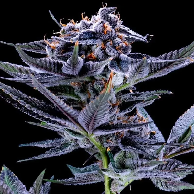 NEW STRAIN -GEMI-CONNECT GENETICS "BLUE RAZZSICLE" INDICA HYBRID