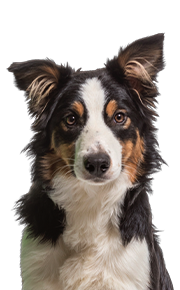1oz bottle CANINE CBD THERAPY RELIEF OIL (FLAVORED TINTURE) Two flavors available TUNA OR BACON