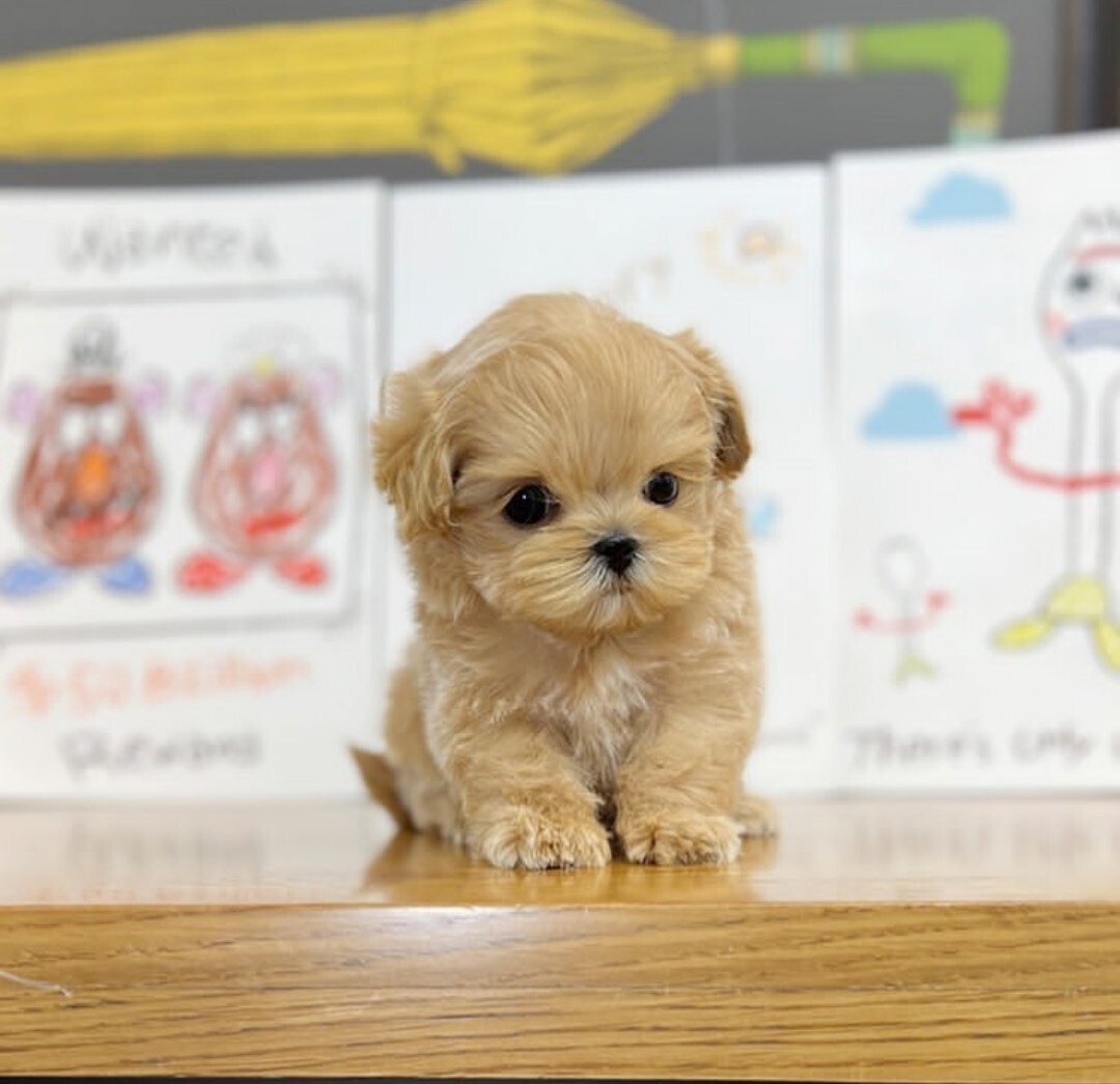 Maltipoo puppy