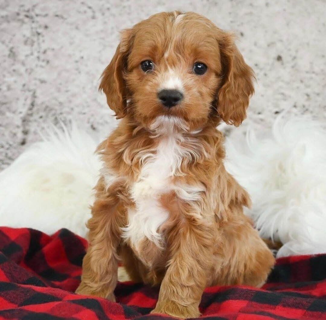cavapoo puppy