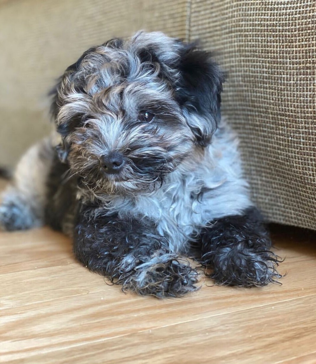 Havapoo Puppy
