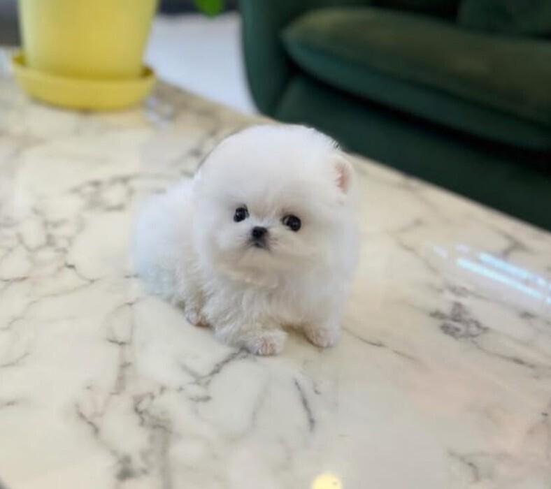 Pomeranian